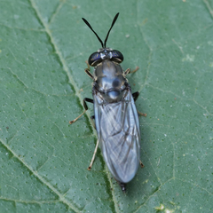 Hermetia illucens
