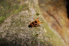 Vespa simillima simillima