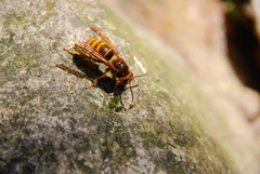 Vespa simillima simillima