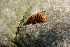 Vespa simillima simillima