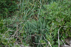 Linum monogynum monogynum