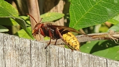 Vespa crabro