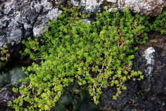 Crassula moschata