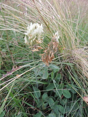 Trifolium trichocephalum