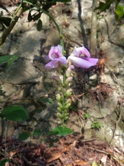 Canavalia septentrionalis