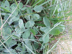 Trifolium trichocephalum