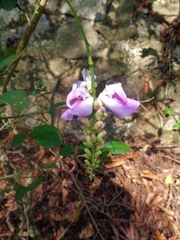 Canavalia septentrionalis