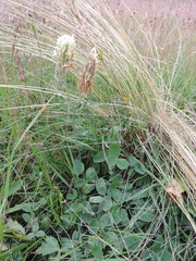 Trifolium trichocephalum