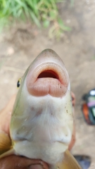 Moxostoma erythrurum