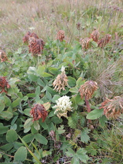 Trifolium trichocephalum