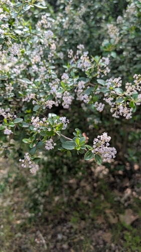 Image of Ceanothus oliganthus by no rights reserved