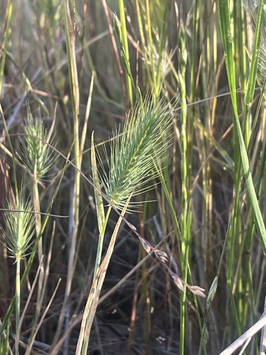 Hordeum marinum iNat (1)