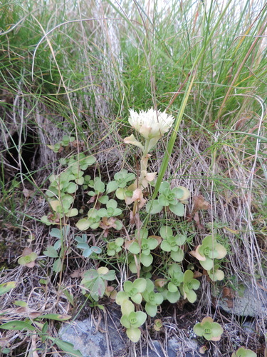 rozchodník pochybný (Phedimus spurius)