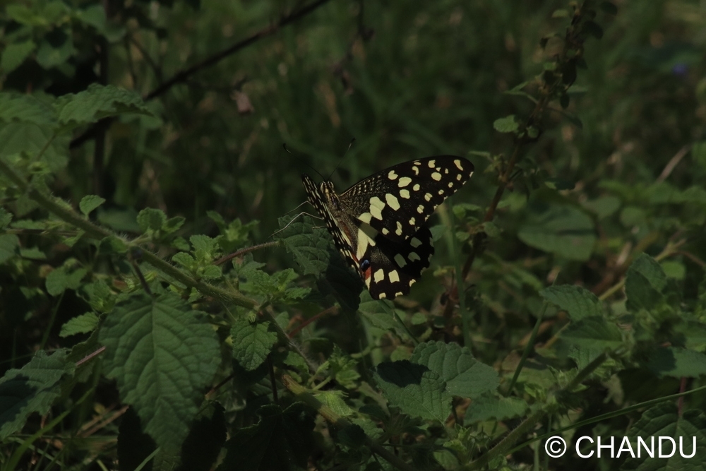 Lime Swallowtail