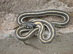 Thamnophis cyrtopsis cyrtopsis
