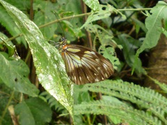 Pieriballia