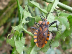 Spartocera pantomima