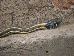 Thamnophis cyrtopsis cyrtopsis