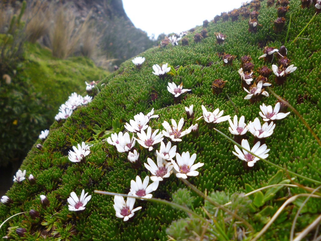 Werneria humilis