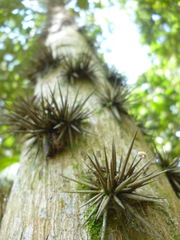 Brasiliopuntia brasiliensis