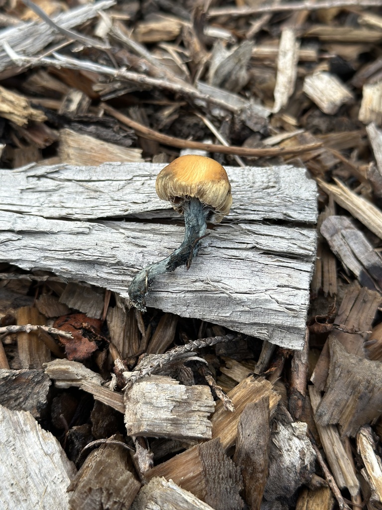 Psilocybe subaeruginosa · May 2025 · photo: © marmalade101 (iNaturalist, cc0)