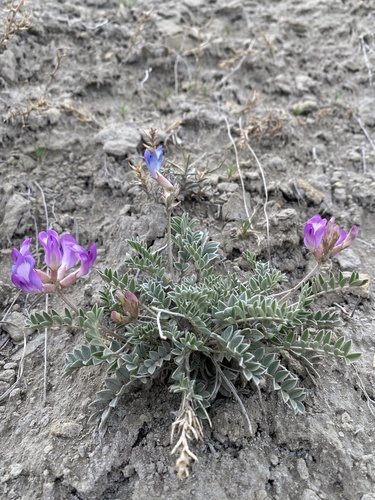 iNaturalist observation 2025-05-04