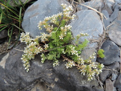 Sedum gracile
