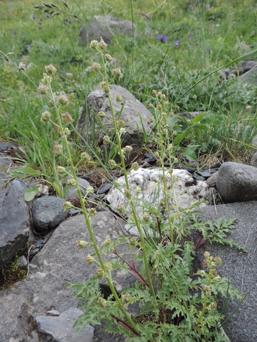 zijevalice (Scrophulariaceae)