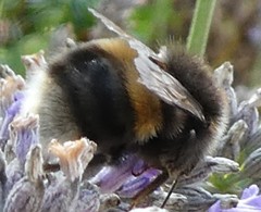 Bombus terrestris