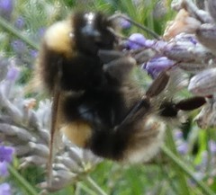 Bombus terrestris