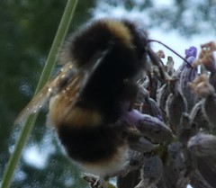 Bombus terrestris