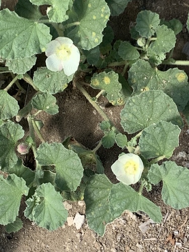 iNaturalist observation photo of alkali mallow