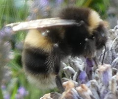 Bombus terrestris