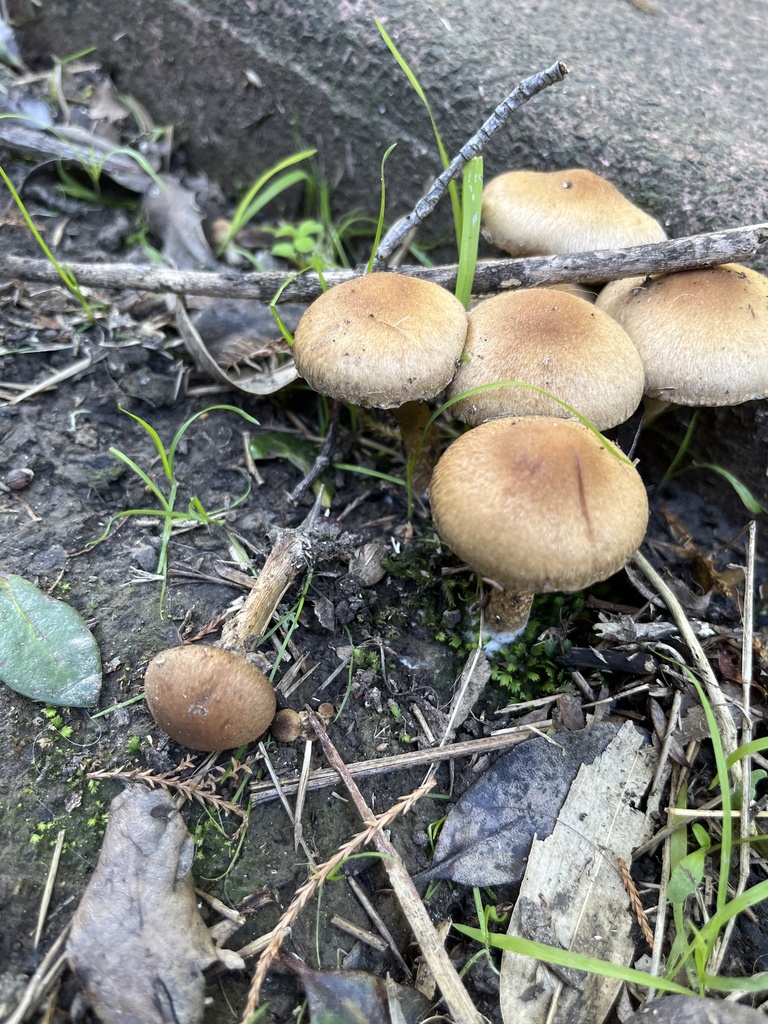 Lacrymaria lacrymabunda · May 2025 · photo: © sporeseeker (iNaturalist, cc0)