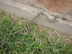 Thamnophis cyrtopsis cyrtopsis