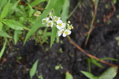 Sagittaria brevirostra