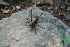 Paratlanticus ussuriensis