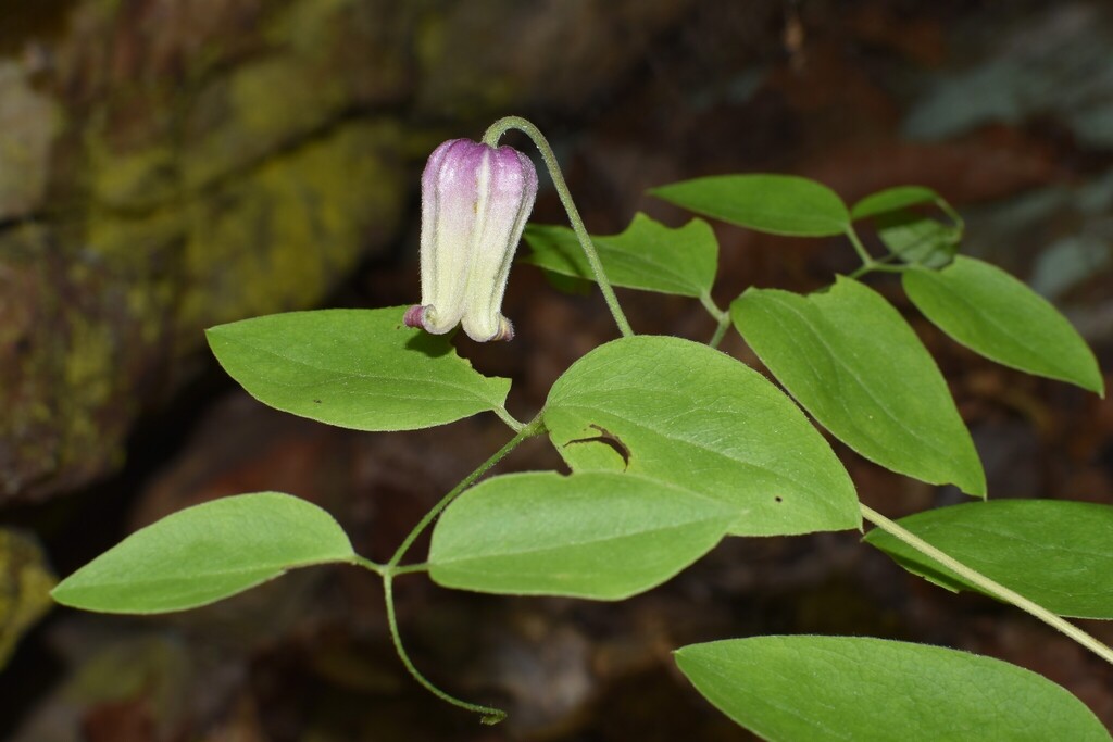 Pine Mountain Leather Flower
