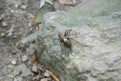 Paratlanticus ussuriensis