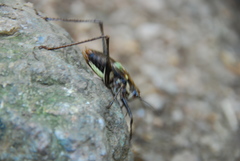 Paratlanticus ussuriensis