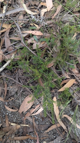 Image of Platysace ericoides by (c) Alesha Teitzel, some rights reserved (CC BY)