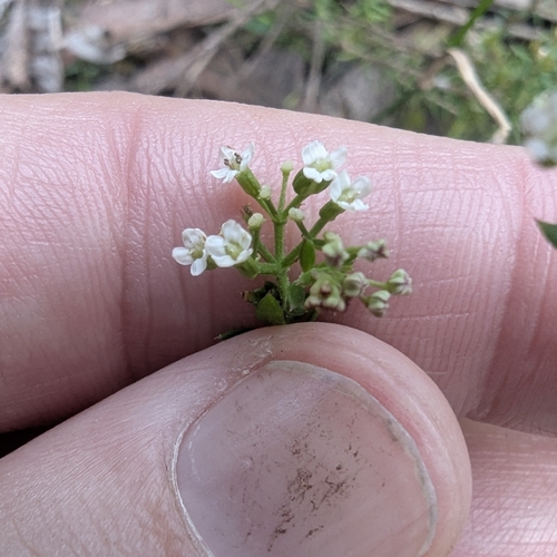 Image of heath platysace by (c) Alesha Teitzel, some rights reserved (CC BY)