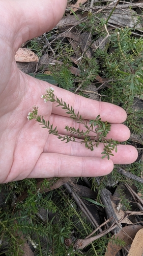 Image of heath platysace by (c) Alesha Teitzel, some rights reserved (CC BY)