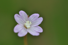 Epilobium collinum