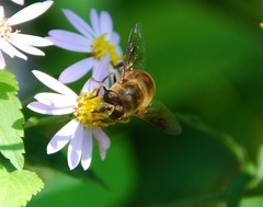 Eristalis tenax
