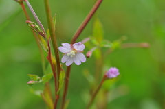 Epilobium collinum