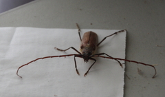 Ochrocydus huttoni