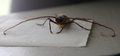 Ochrocydus huttoni