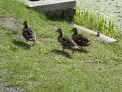 Anas platyrhynchos