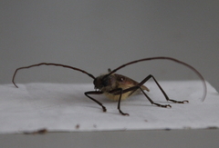 Ochrocydus huttoni